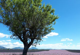 Lavender field in Valensole, Provence