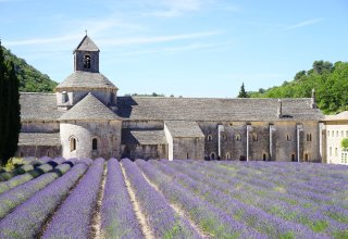 Lavender field in Provence