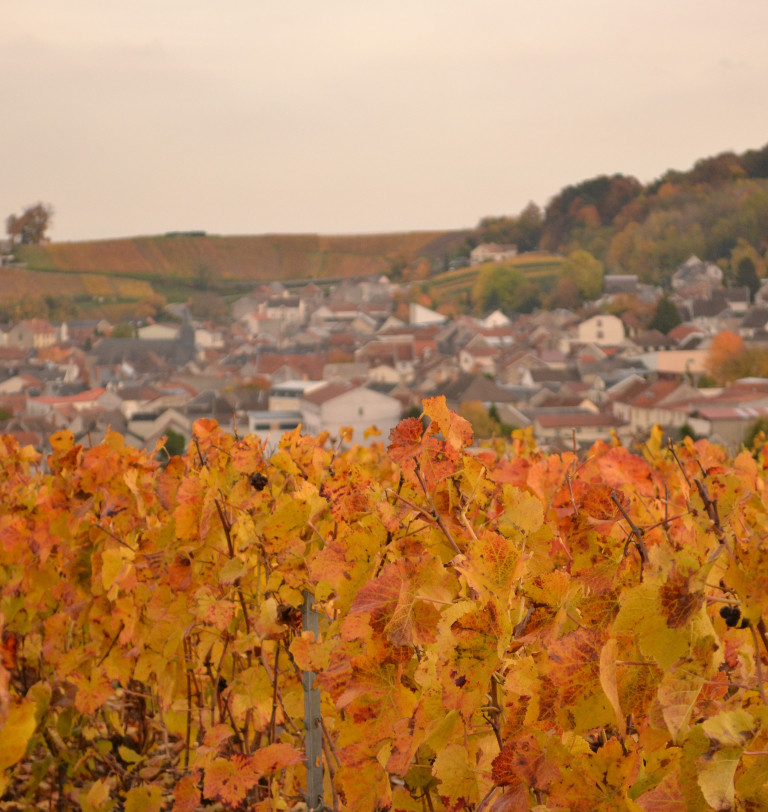 Verzenay Champagne vineyards