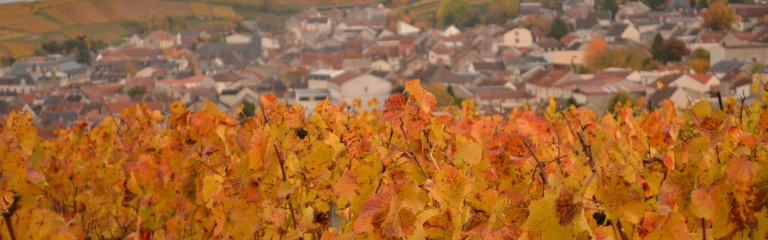 Verzenay Champagne vineyards