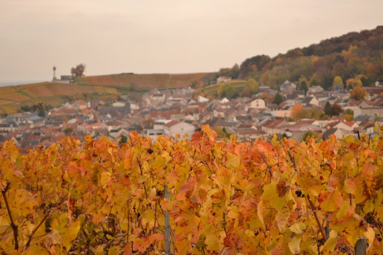 Verzenay Champagne vineyards
