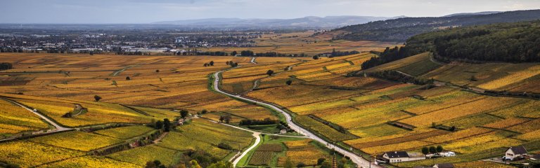 A yellow and green landscape in Burgundy, France