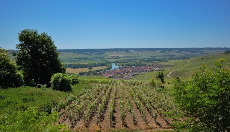 Vineyard near Epernay in Champagne, France