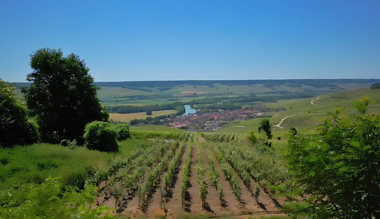 Vineyard near Epernay in Champagne, France