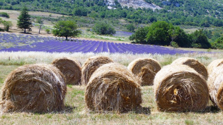 Hay stacks and lavender fields in Provence