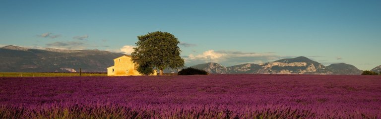 Lavender field in Provence