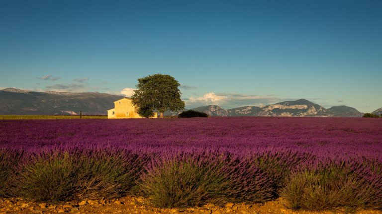 Lavender field in Provence