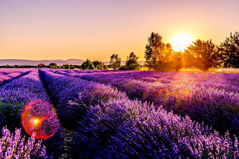 A lavender field in Provence