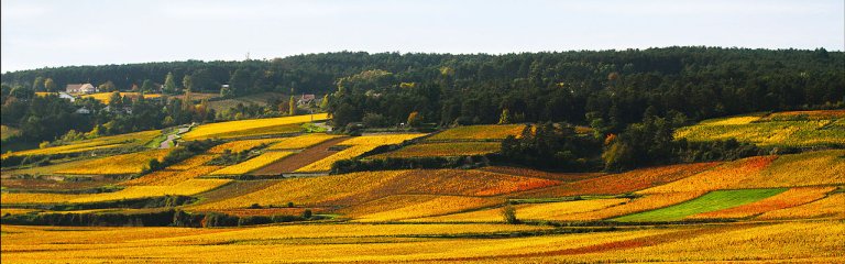 Burgundy vineyards with yellow and orange fall colors