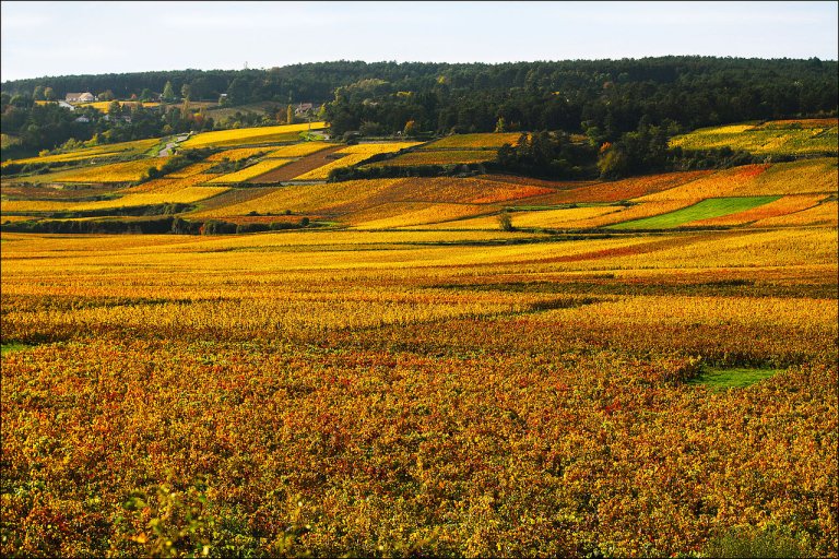 Burgundy vineyards with yellow and orange fall colors