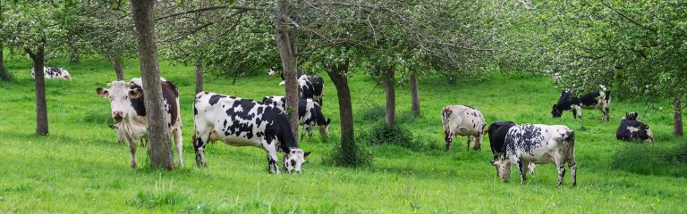 Normandy countryside with apple orchard and cows