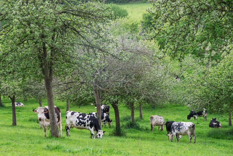 Normandy countryside with apple orchard and cows