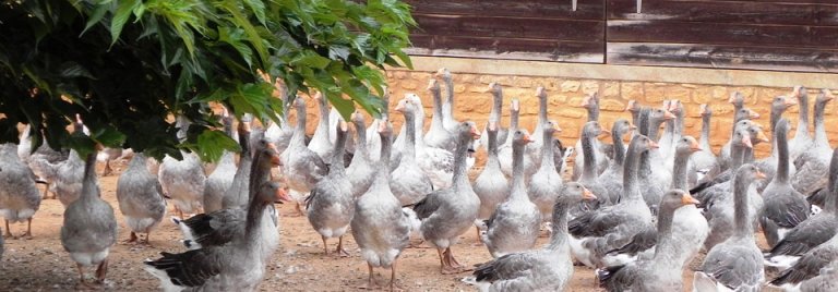 Ducks in Dordogne