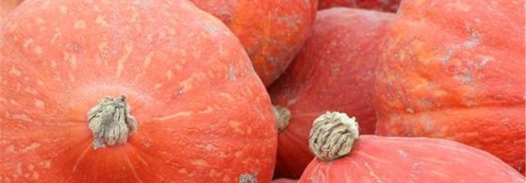 Red Kuri Squash is Potimarron in French