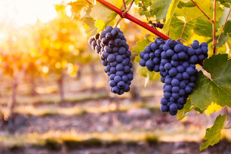 purple grapes with fall colors