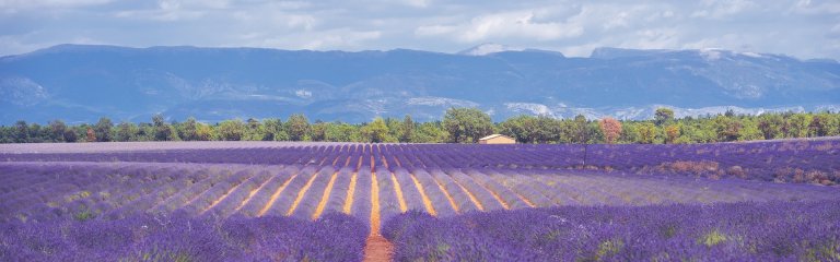 Lavender field with mountains in the background