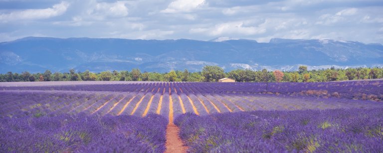 Lavender field with mountains in the background