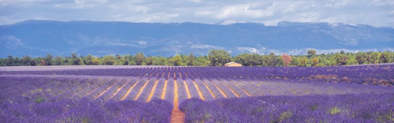 Lavender field in Provence