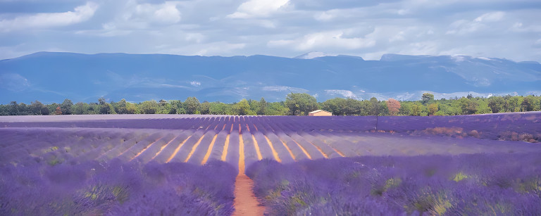 Lavender field in Provence