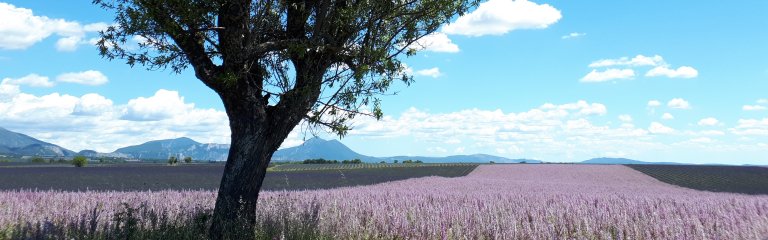 Lavender Field in Provence, France in June