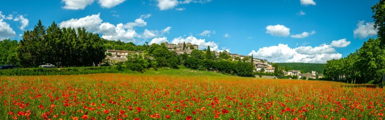 Poppy field in France