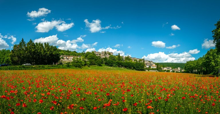 Poppy field in France