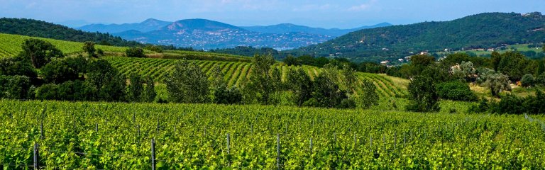 France's wine country, south of France vineyard