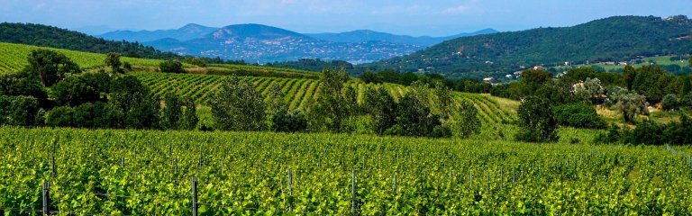 France's wine country, south of France vineyard