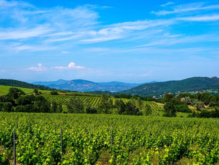 France's wine country, south of France vineyard