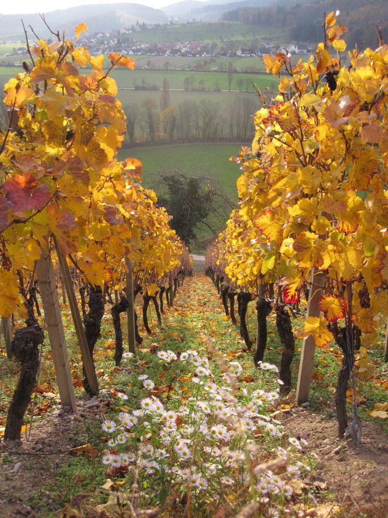 Burgundy vineyards in the fall