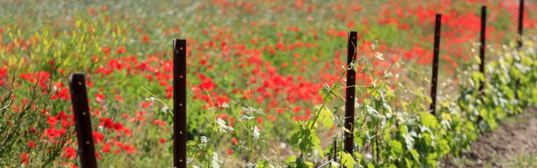 Grape vines on driving tour of France Itinerary