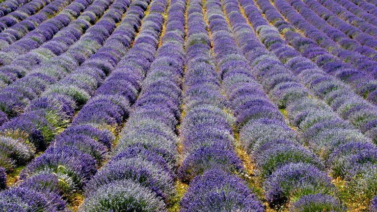 Lavender fields in the South of France