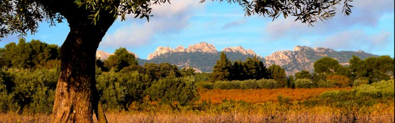 Dentelles in Provence