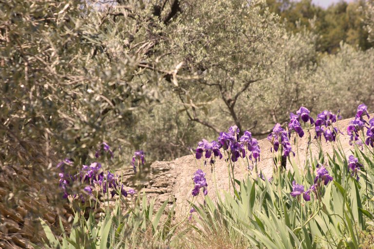 Olive trees in the South of France