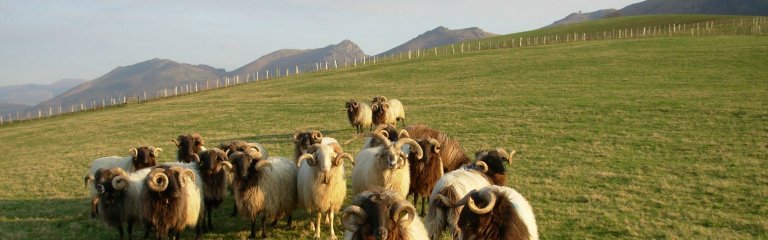 Local sheep from Basque Country