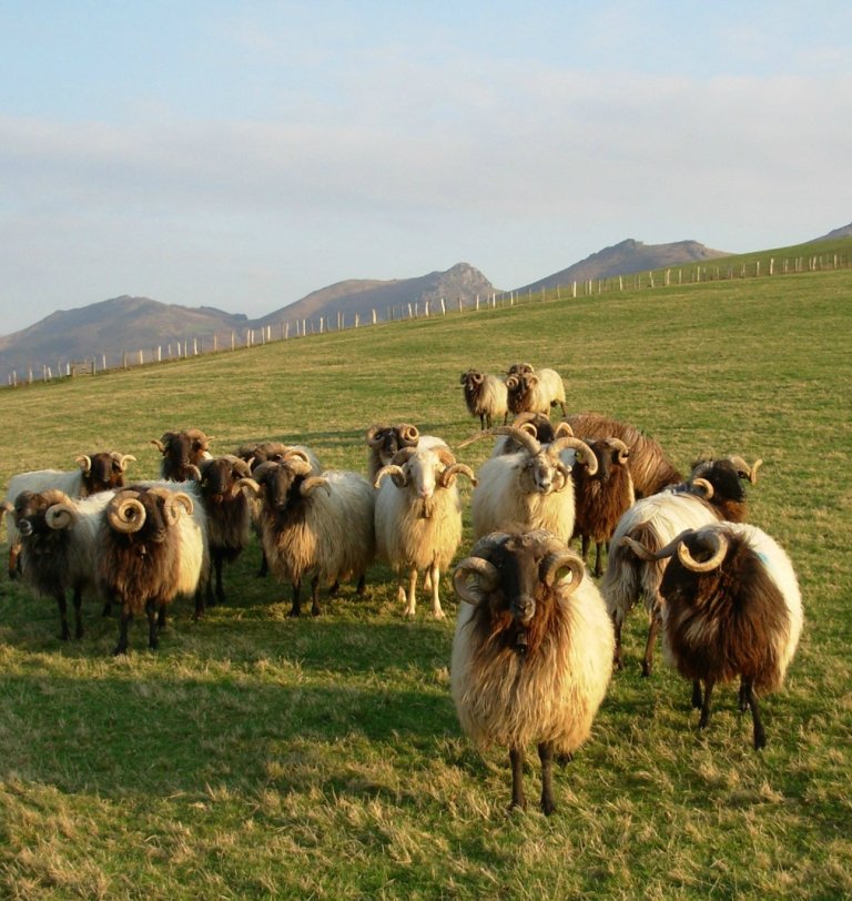 Local sheep from Basque Country