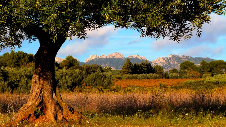 Dentelles in Provence