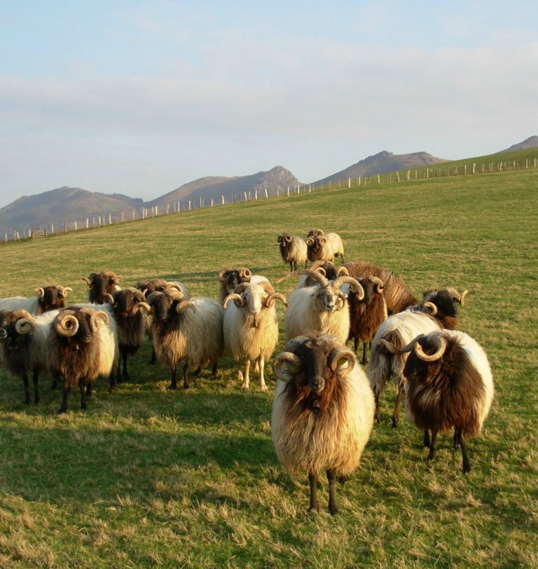 Local sheep from Basque Country