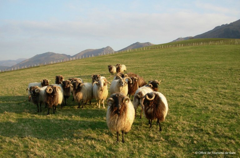Sare Tourist Office Local sheep from Basque Country