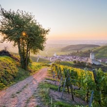 Katzenthal vineyards