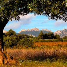 Dentelles in Provence