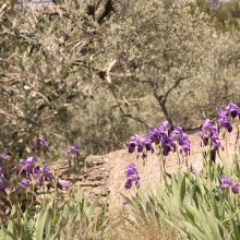 Olive trees in the South of France