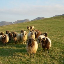 Local sheep from Basque Country