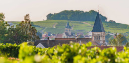 Champagne vineyards in summer