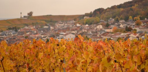 Verzenay Champagne vineyards