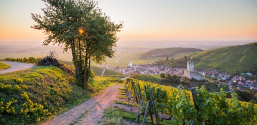 Katzenthal vineyards