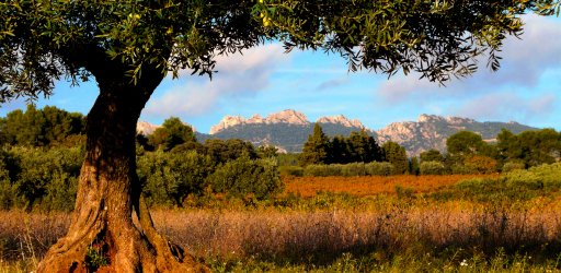 Dentelles in Provence