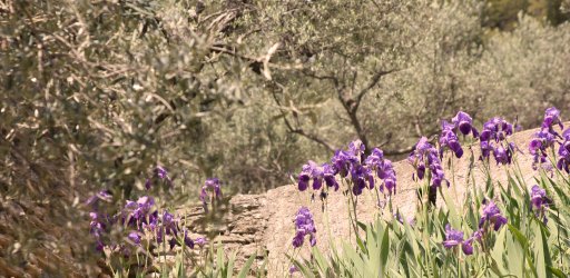 Olive trees in the South of France