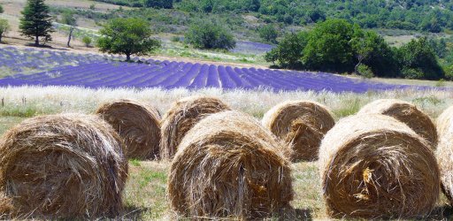 Provence landscapes