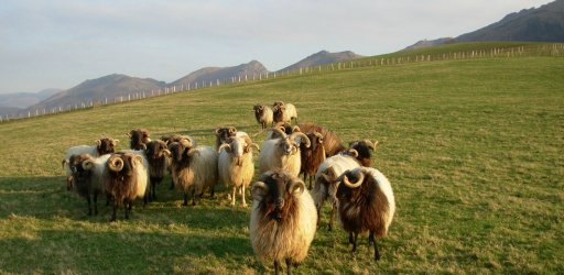 Local sheep from Basque Country